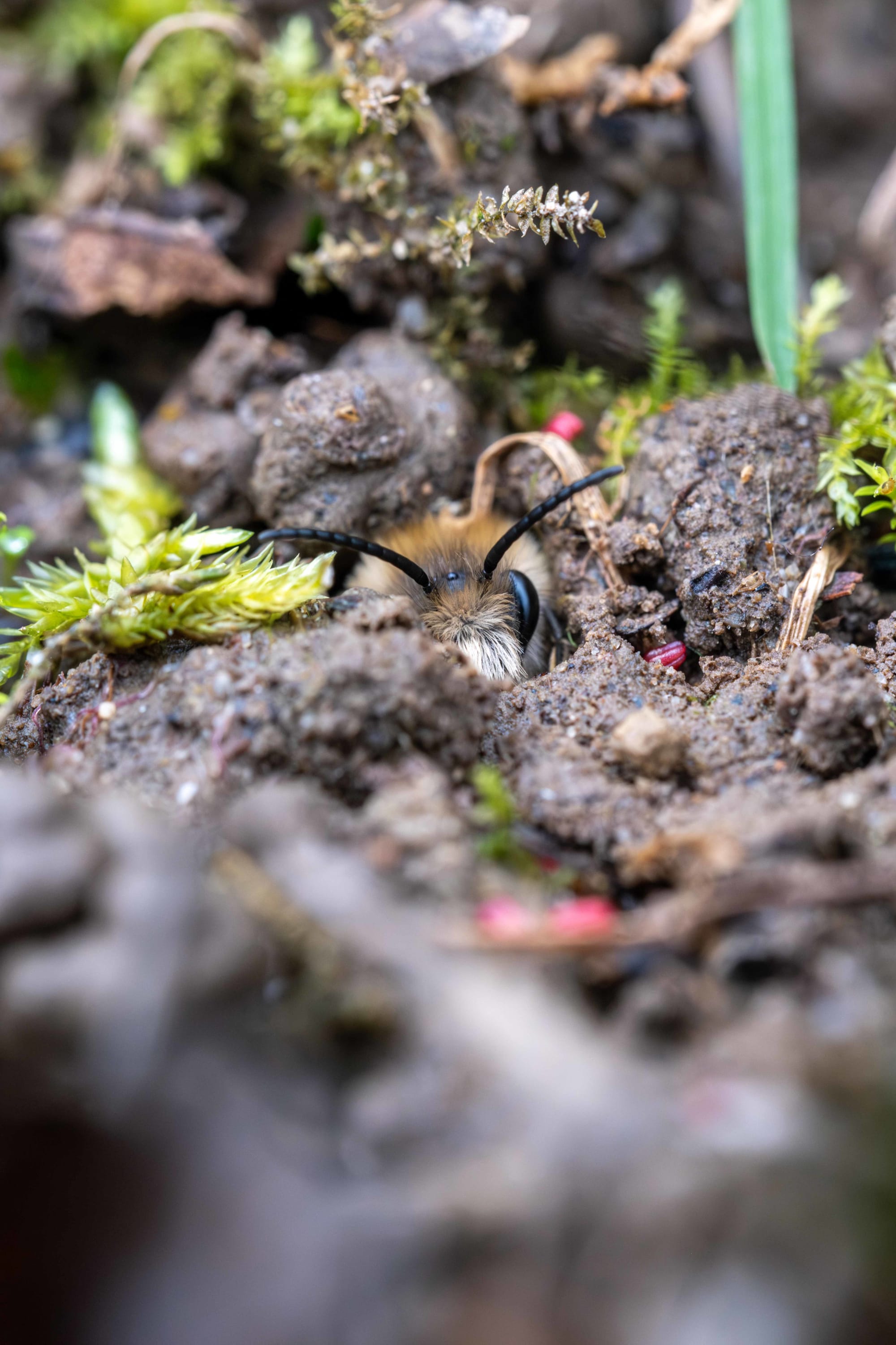 Biene versteckt sich in Erdloch als Nistgelenheit