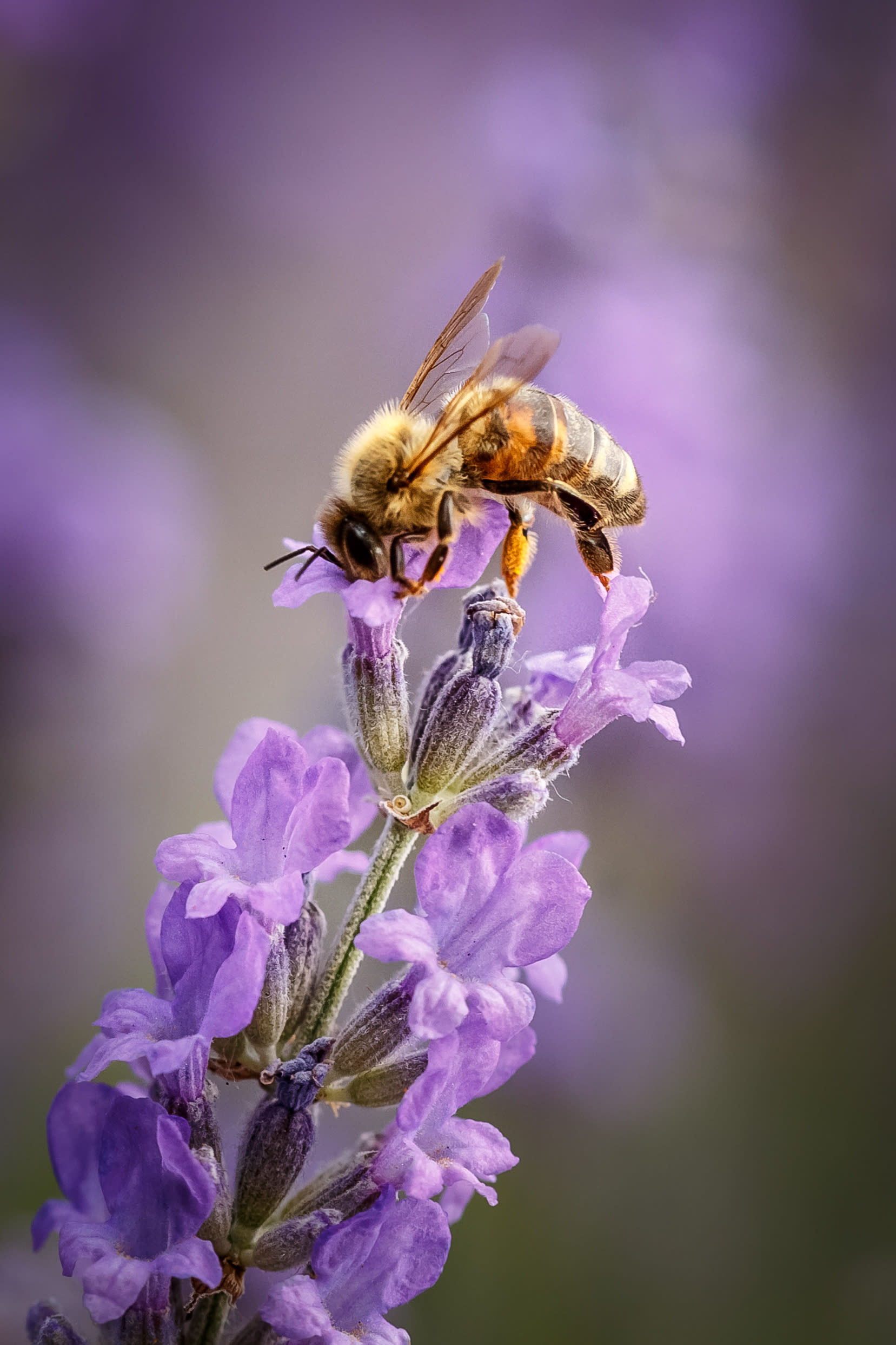 Biene sammelt Pollen auf Lavendel