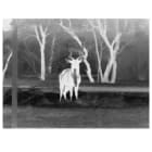 Thermal Camera Image