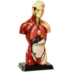 Elenco EDU-41006AR 8 piece 10" Human Anatomy Model AR Edition