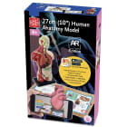 Elenco EDU-41006AR 8 piece 10" Human Anatomy Model AR Edition - Box