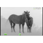 Thermal View of Zebras