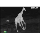 Thermal View of a Giraffe