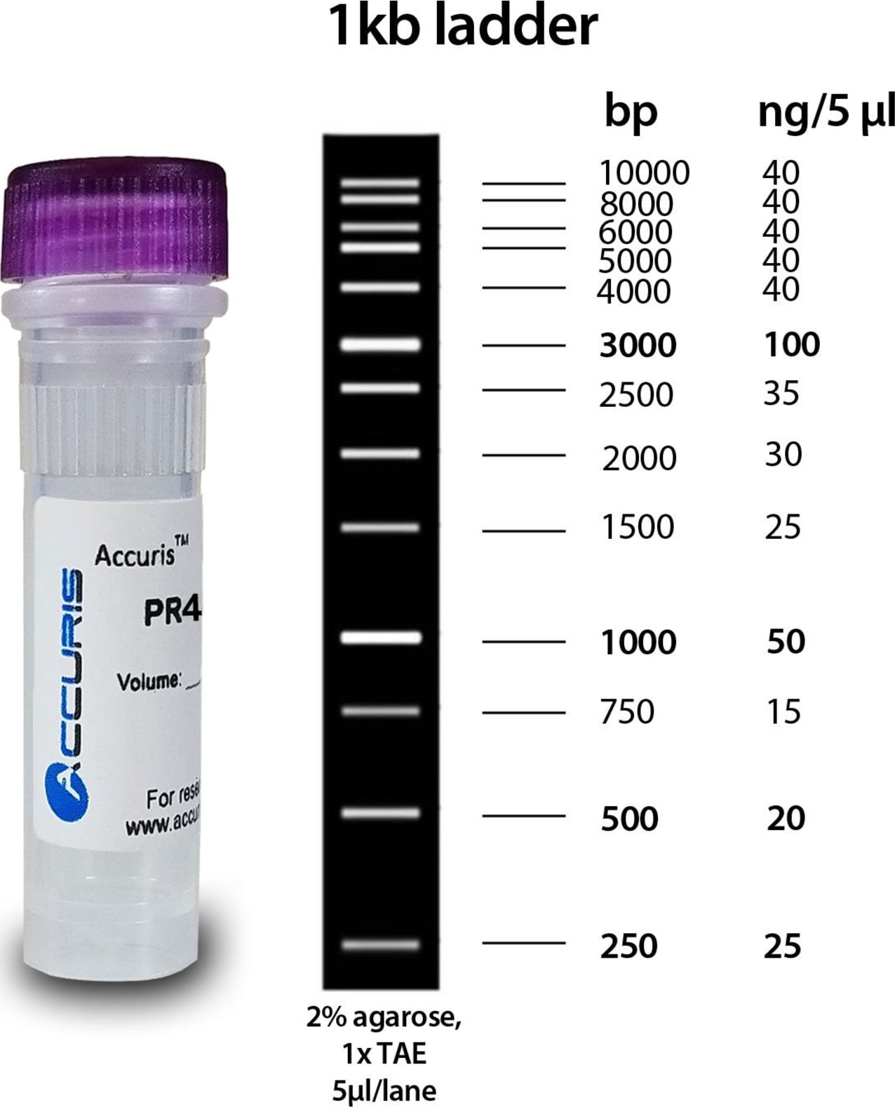 Accuris SmartCheck 1kb DNA Ladder