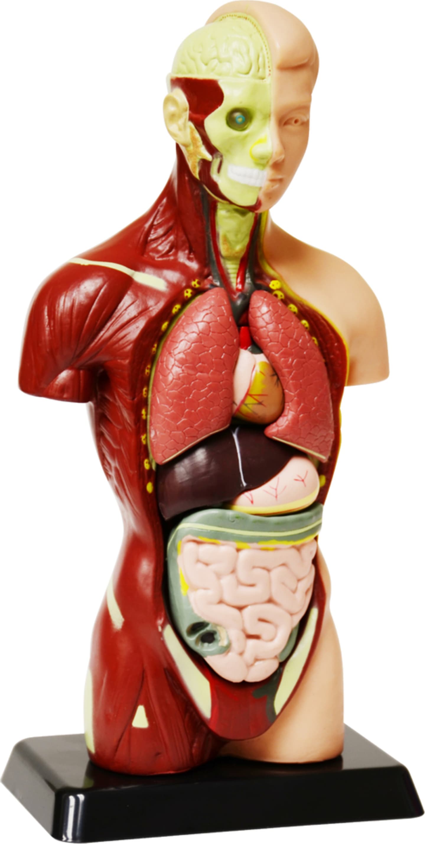 Elenco EDU-41006AR 8 piece 10" Human Anatomy Model AR Edition