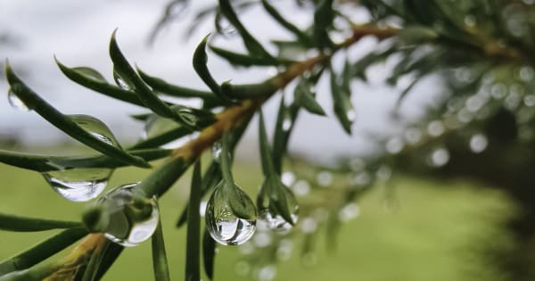 Diamonds in the Dew