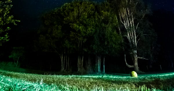 Starry Nights