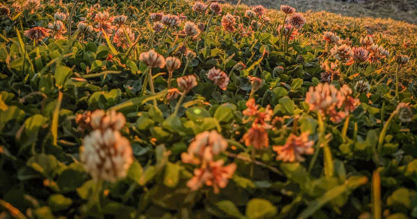 Bed of Flowers