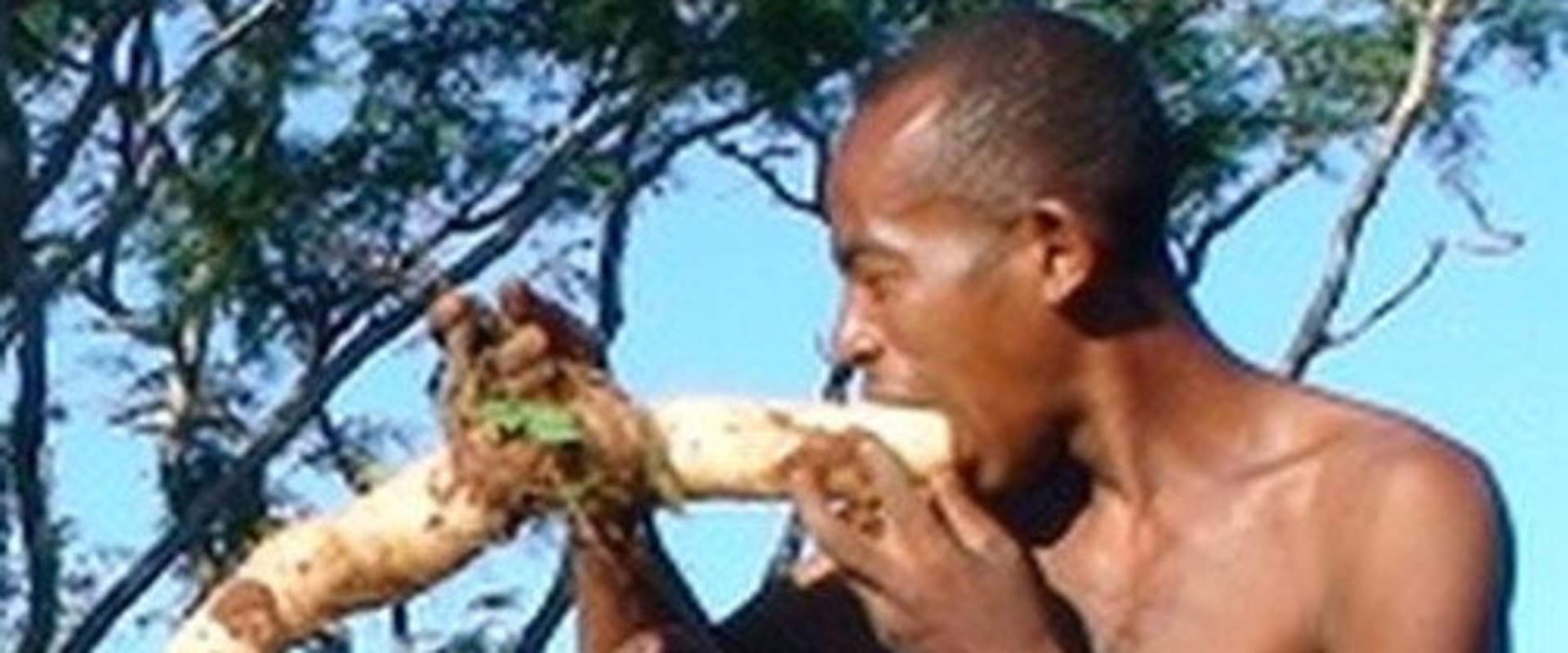 Documentary backdrop image for Rendala, le Mikea (2015)