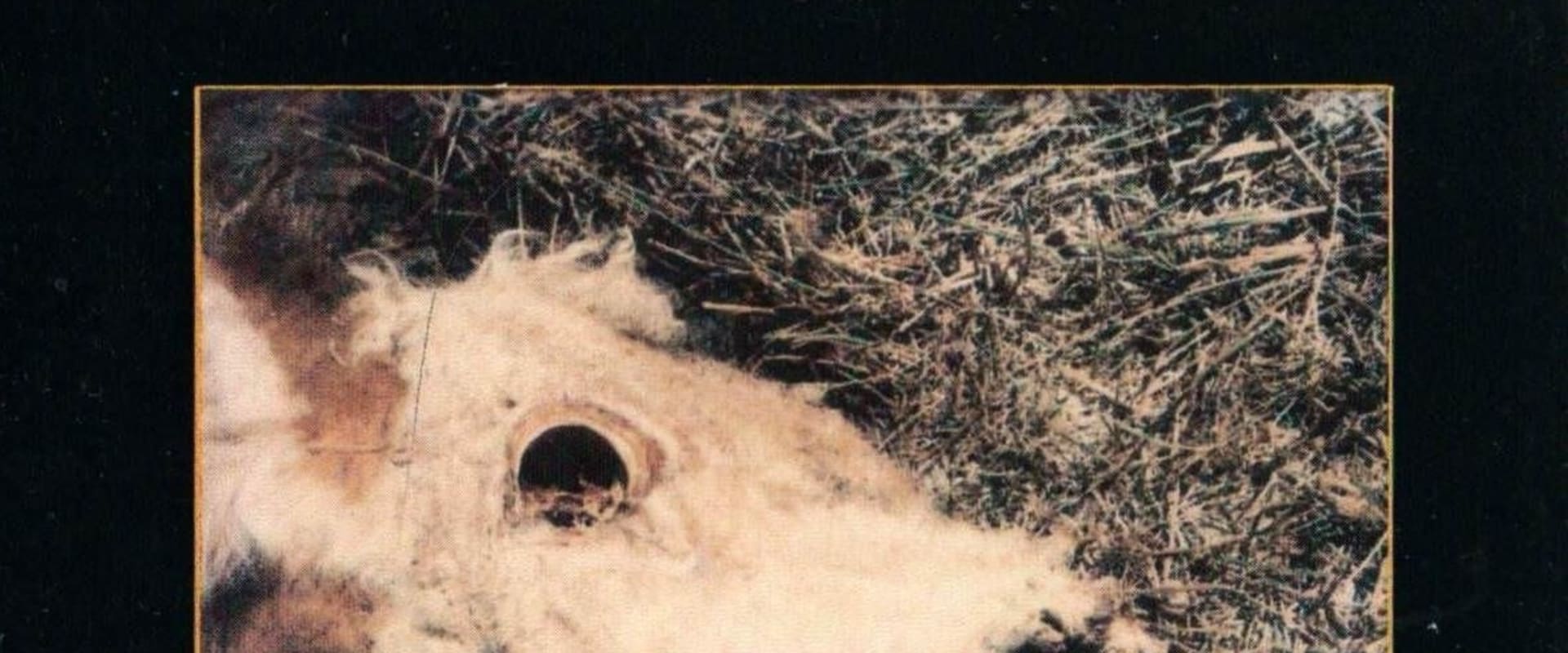 Documentary backdrop image for A Strange Harvest (1980)