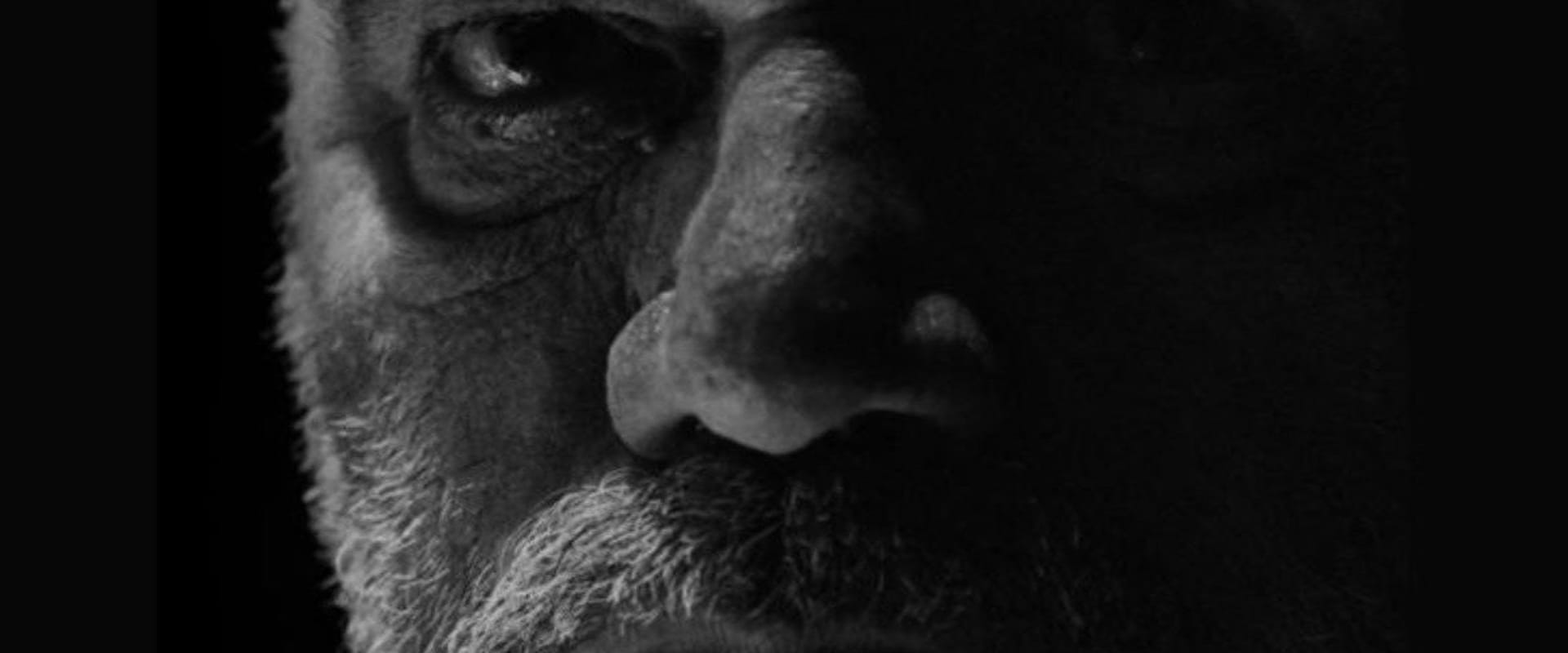 Documentary backdrop image for Atchugarry Monumental (2022)