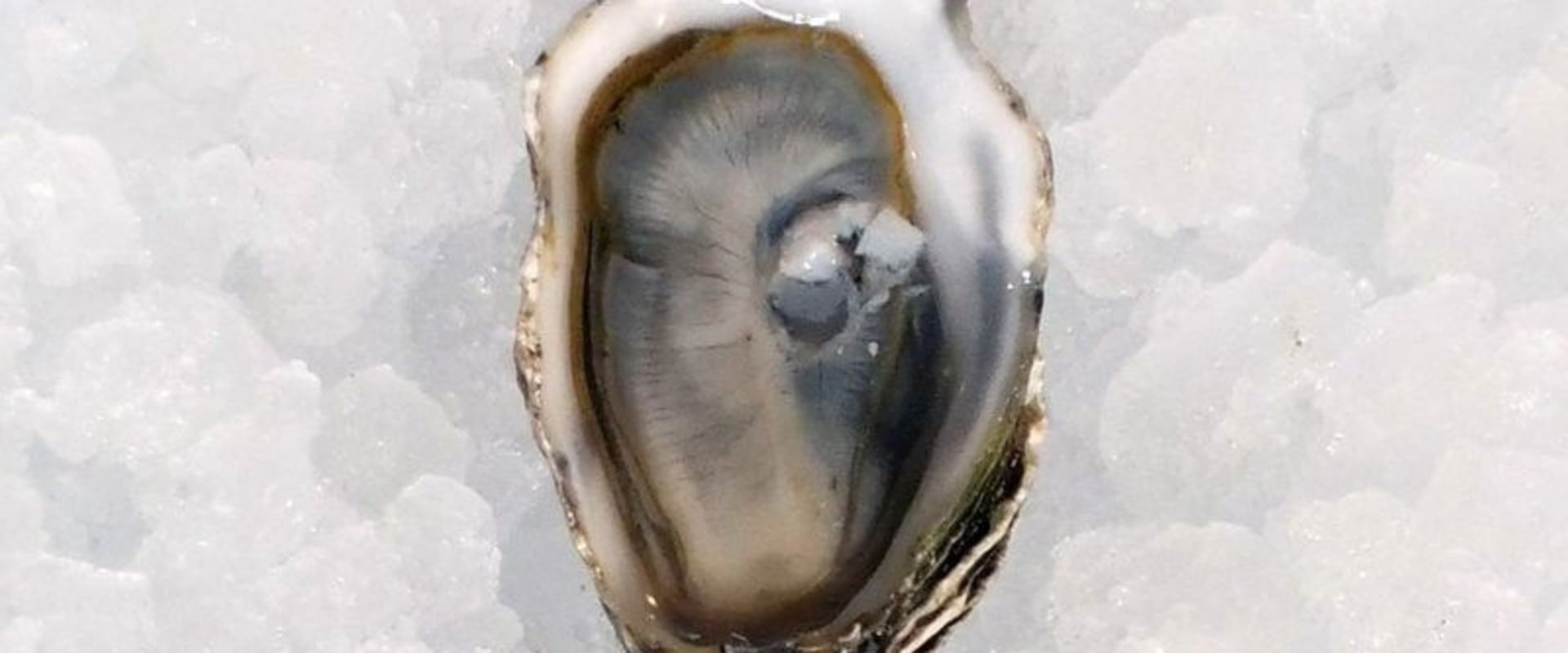 Documentary backdrop image for The Oyster Farmer (2023)