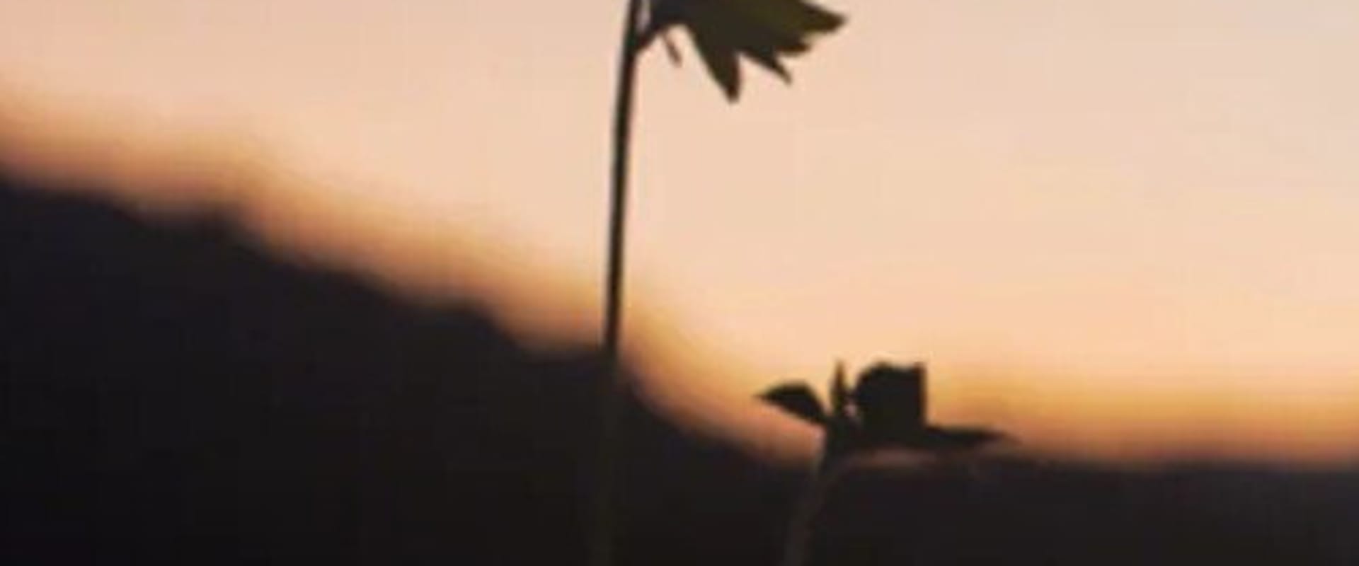 Documentary backdrop image for The Dawn Chorus (2021)