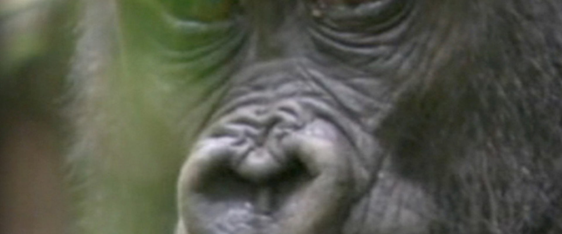 Documentary backdrop image for Spirits of Congo (2020)