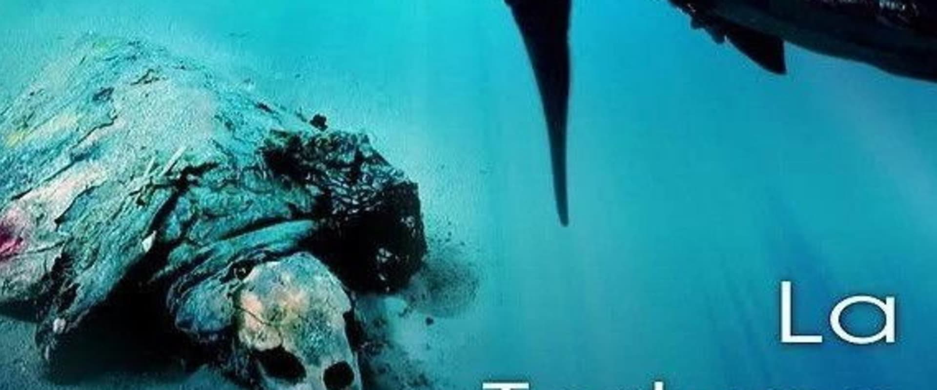 Documentary backdrop image for The Primordial Turtle (2016)