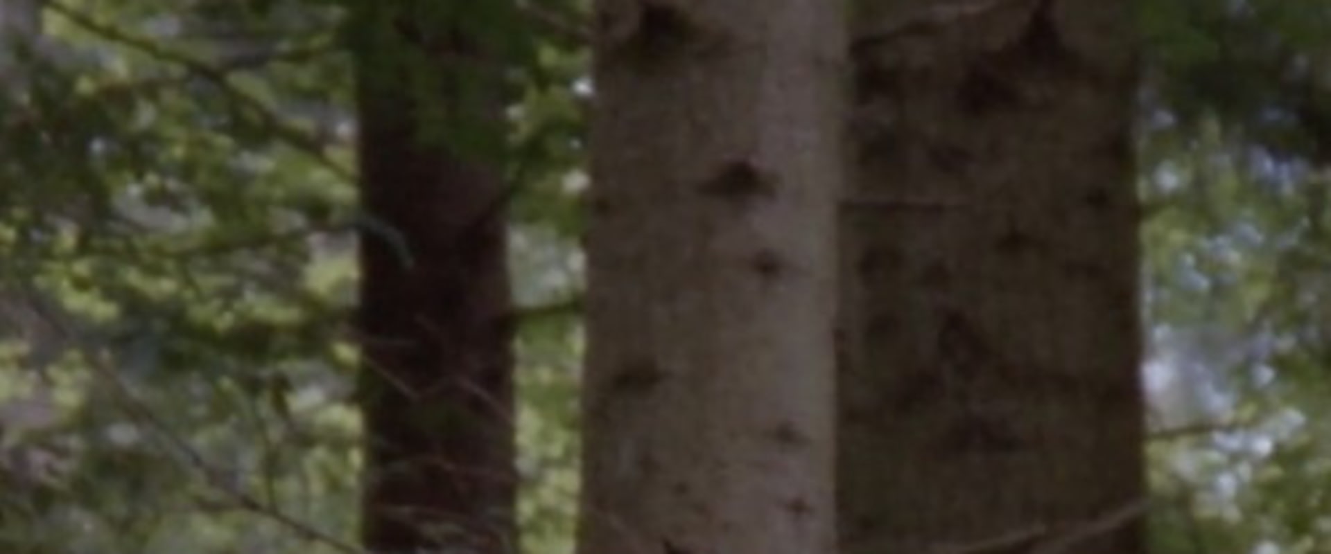 Documentary backdrop image for The Forest (2005)