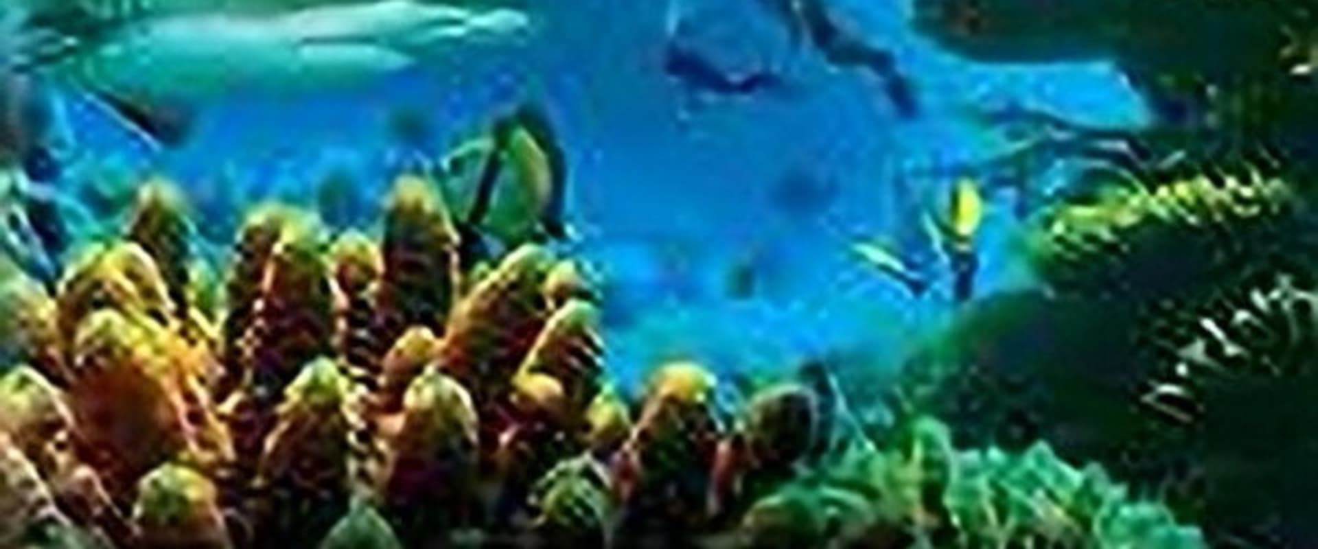 Documentary backdrop image for Life on the Reef (2015)