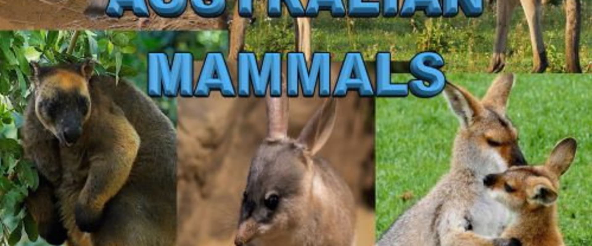 Documentary backdrop image for Australian Mammals (2021)