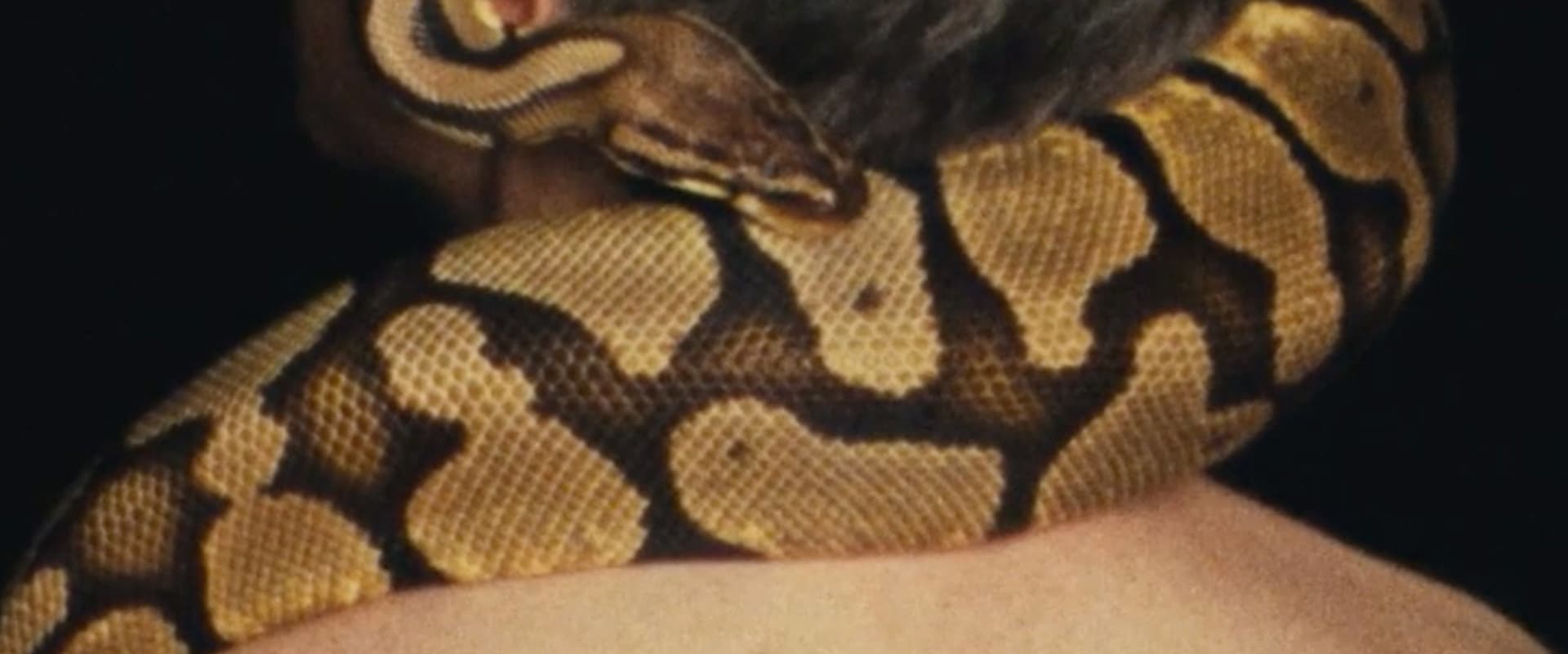 Documentary backdrop image for The Seismic Form (2020)