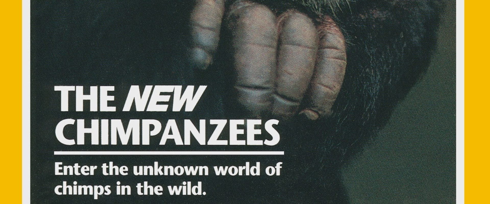Documentary backdrop image for The New Chimpanzees (1995)