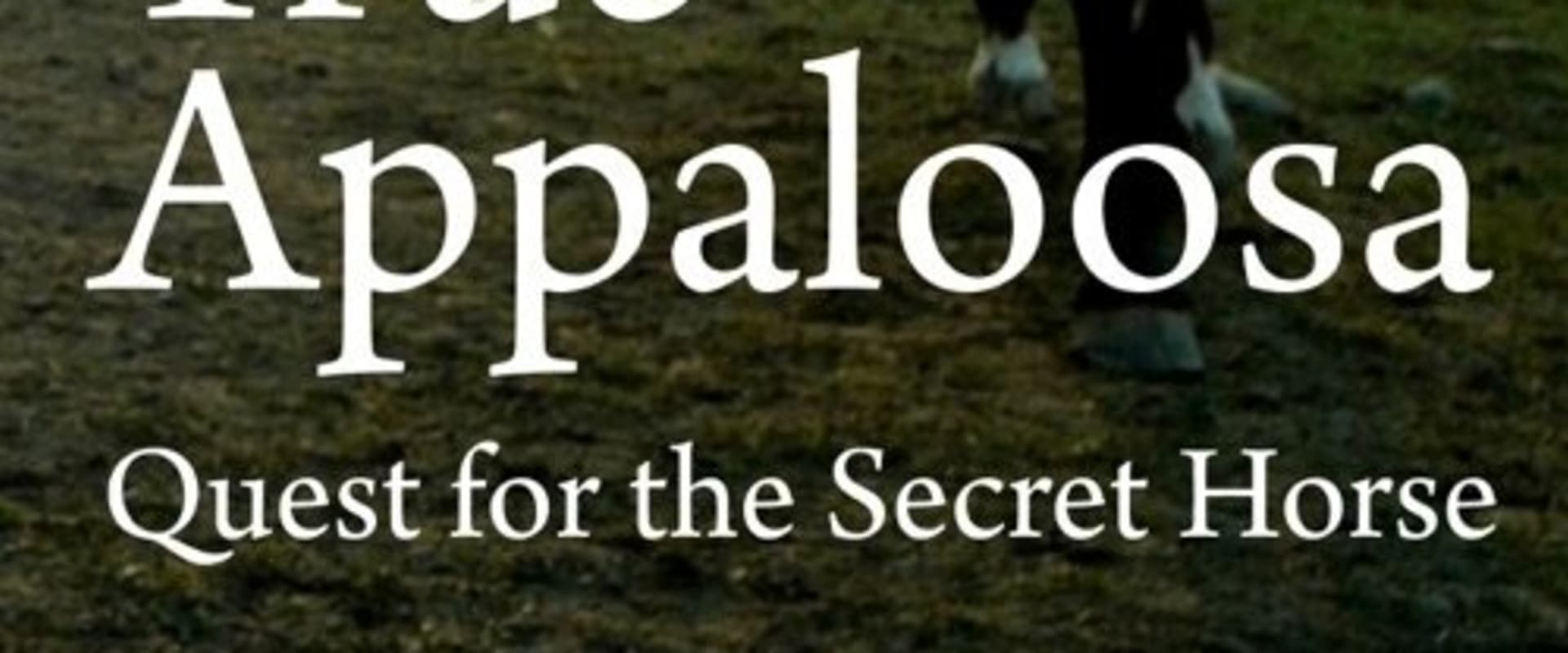 Documentary backdrop image for True Appaloosa (2015)