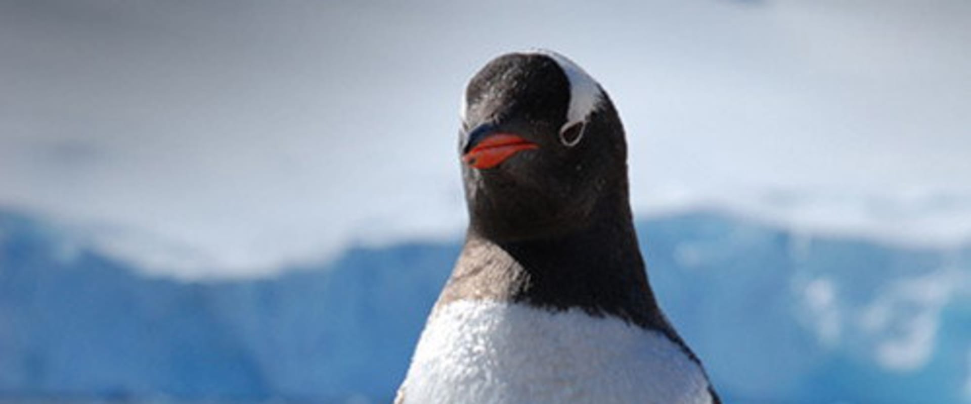 Documentary backdrop image for Penguin Post Office (2015)