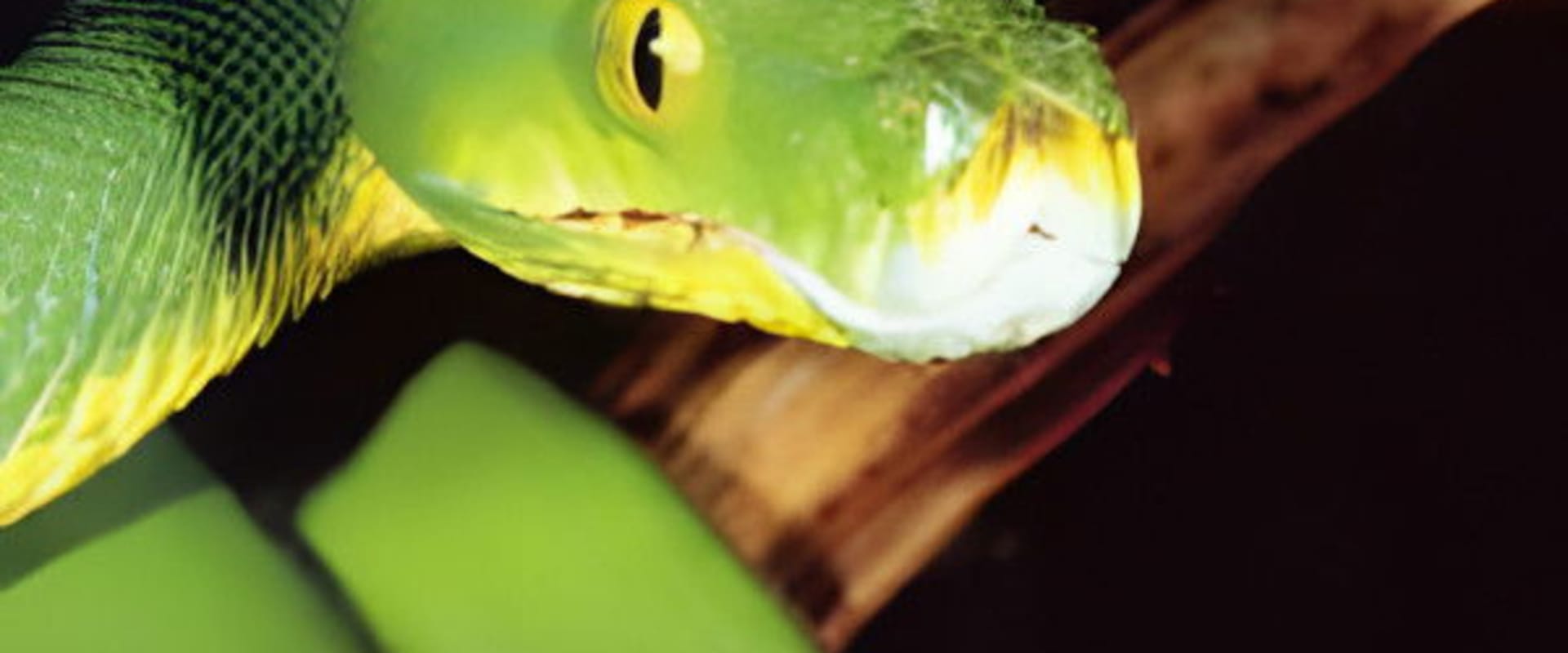 Documentary backdrop image for The Ultimate Guide: Snakes (1997)