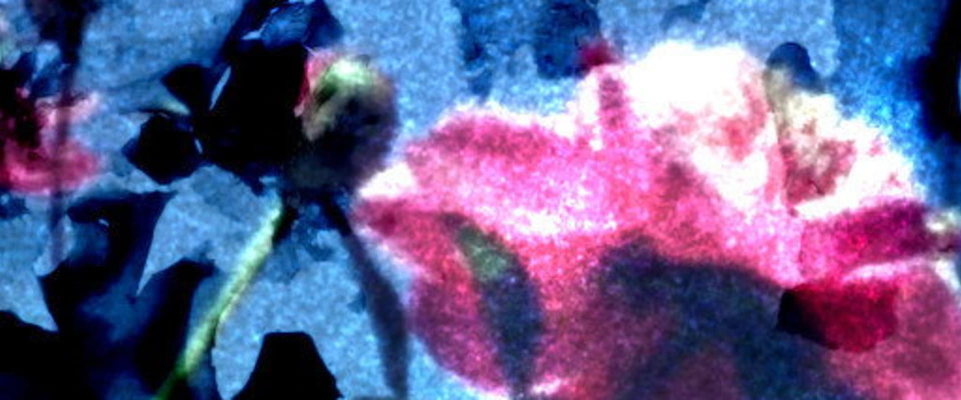 Documentary backdrop image for Elephant's Foot (2023)