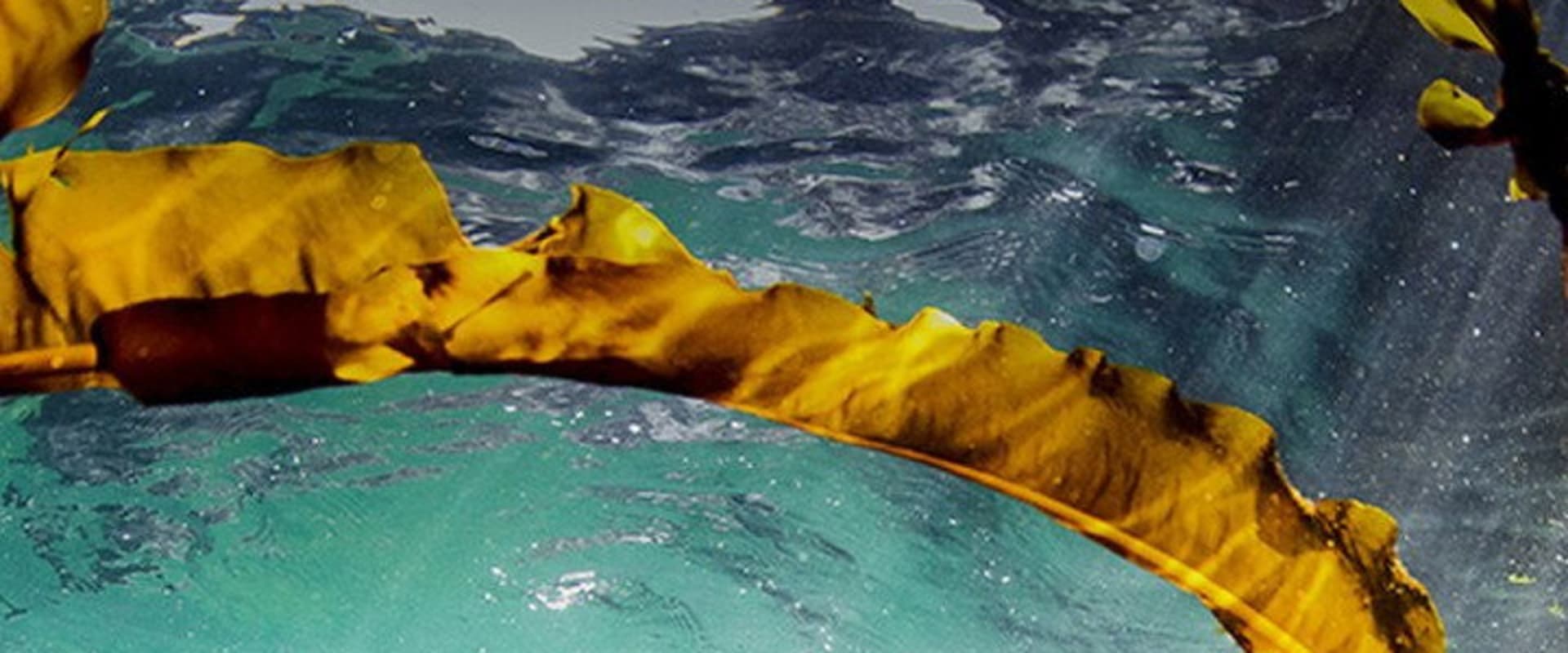Documentary backdrop image for Why We Love Dolphins (2026)