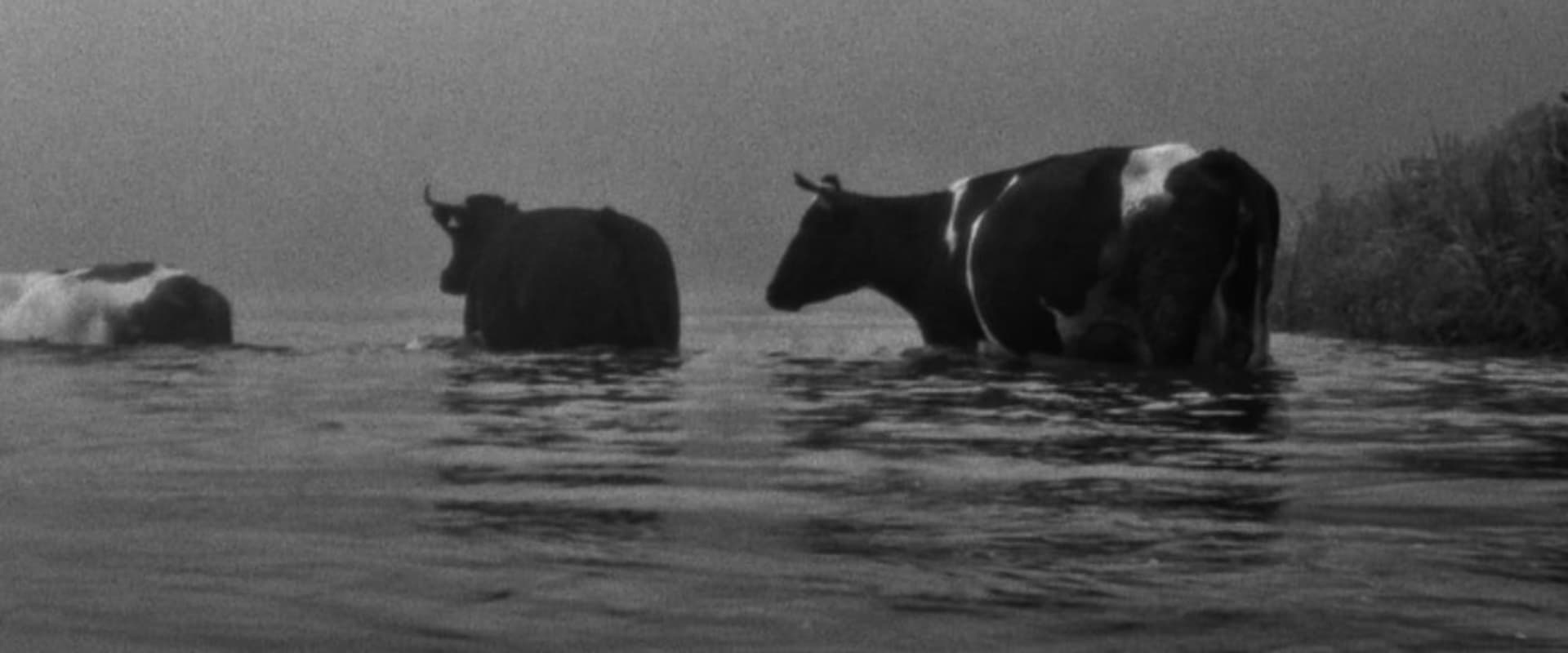 Documentary backdrop image for You River (2024)