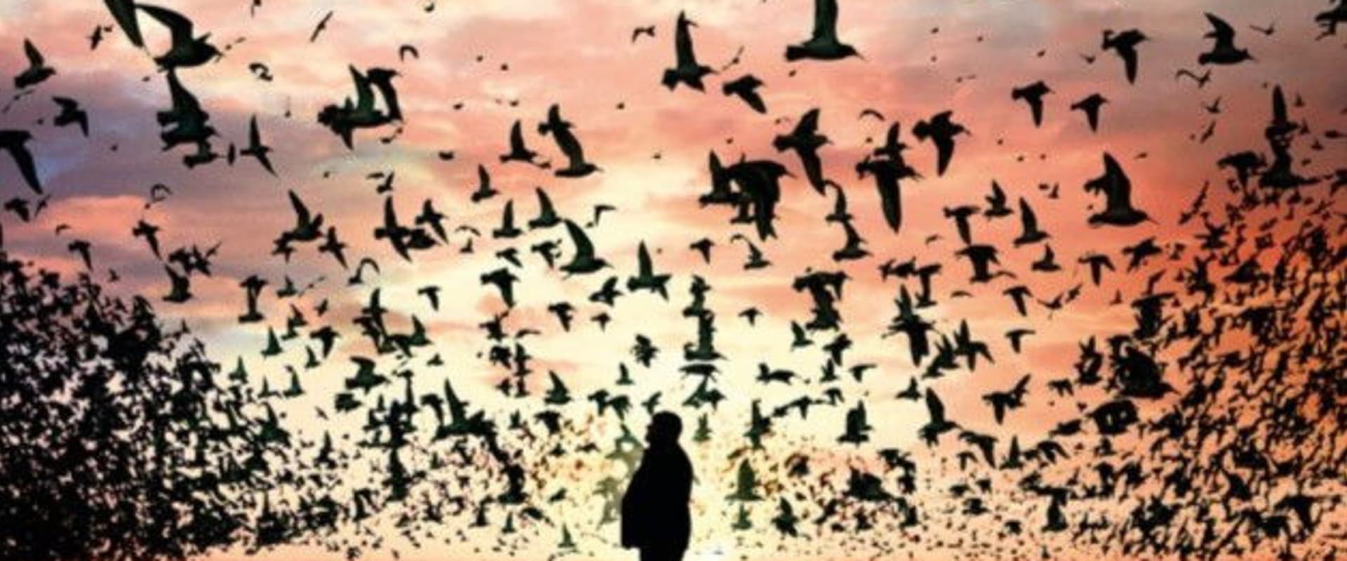 Documentary backdrop image for The Birds (2025)
