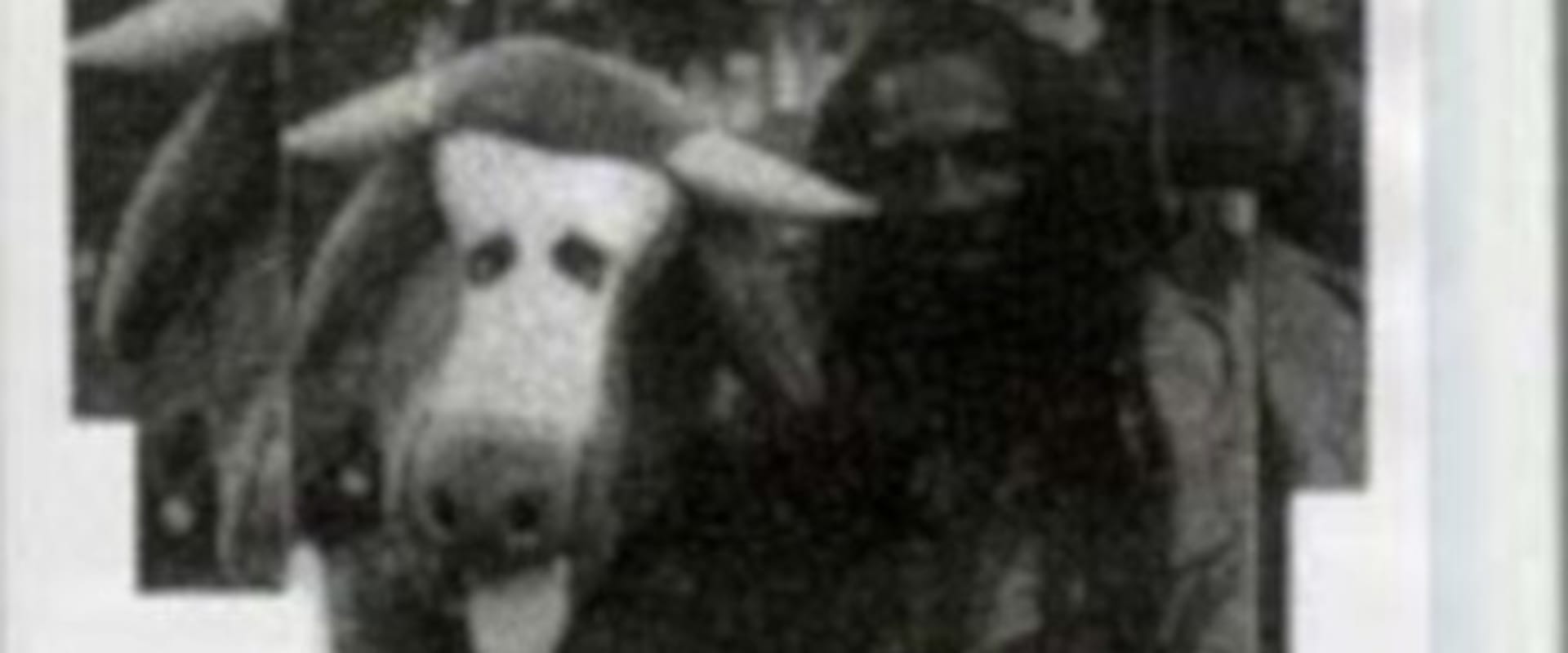 Documentary backdrop image for Truth or Dairy (1994)