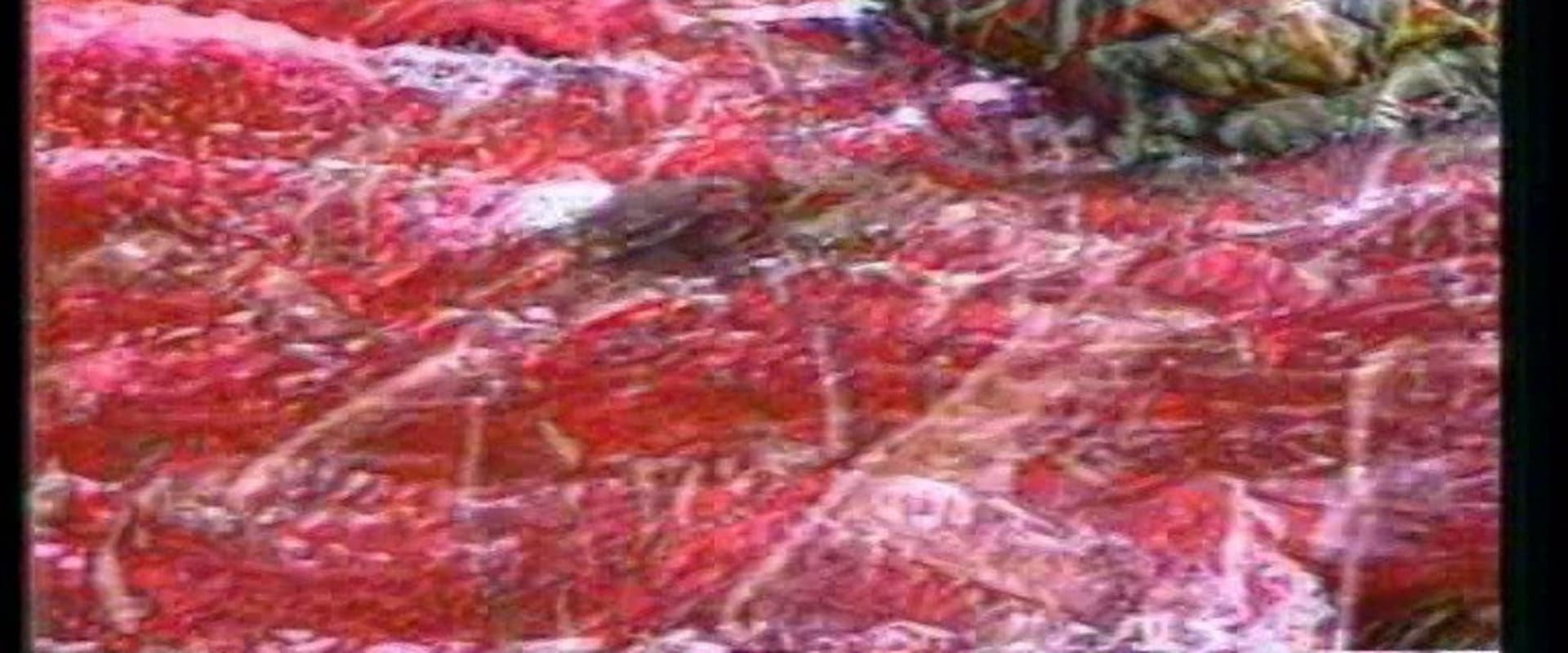 Documentary backdrop image for Navigations (1995)