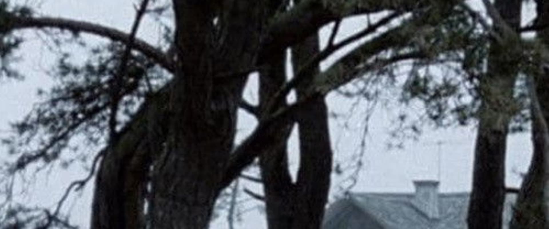 Documentary backdrop image for Let Me See (2012)