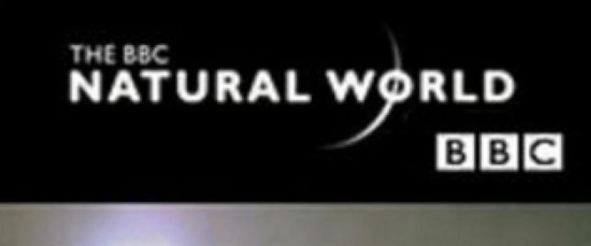 Documentary backdrop image for The Millennium Oak (1999)