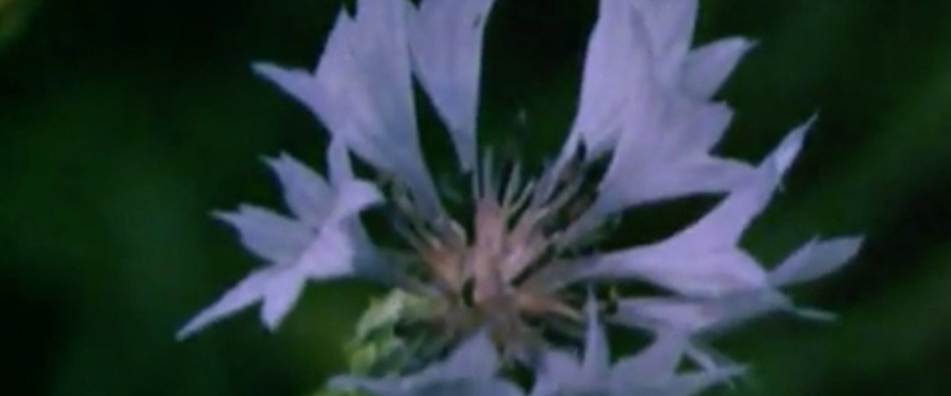 Documentary backdrop image for Rye Flower (1989)