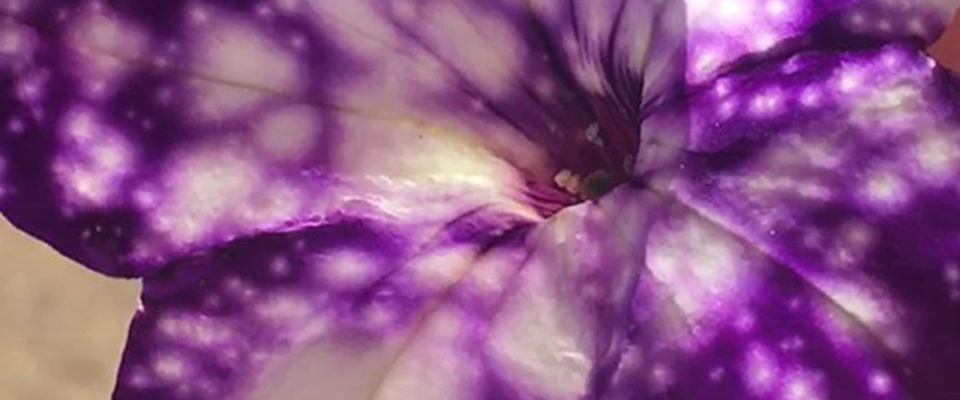 Documentary backdrop image for Growing Love (2021)