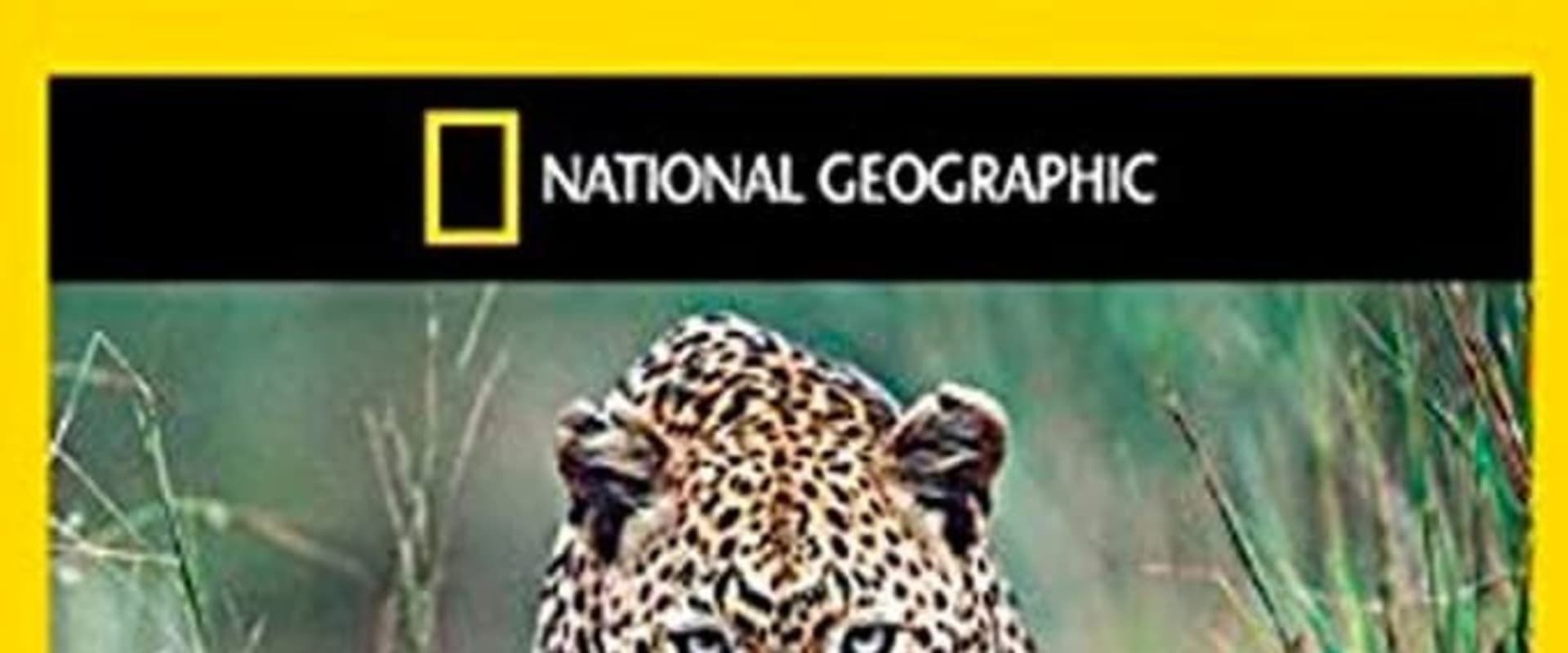 Documentary backdrop image for Stalking Leopards (2002)