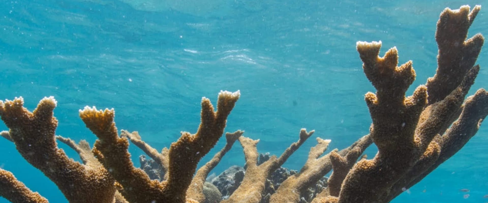 Documentary backdrop image for Spawning Hope (2020)