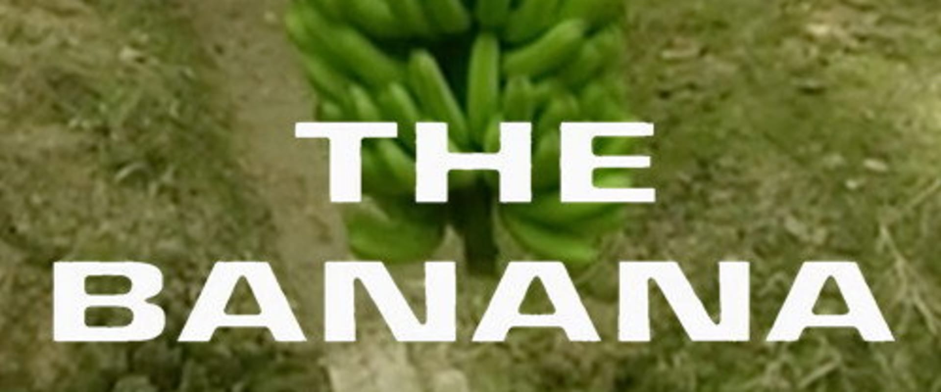 Documentary backdrop image for The Banana (1997)