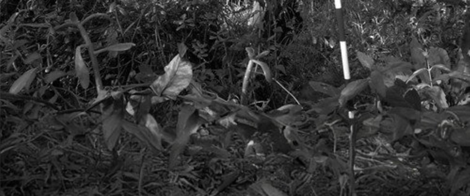 Documentary backdrop image for Topographer (2015)