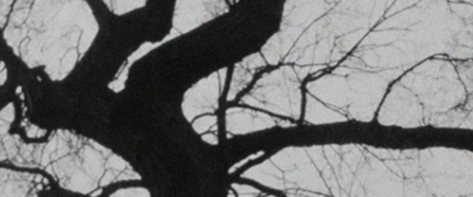 Documentary backdrop image for The Tree (2019)