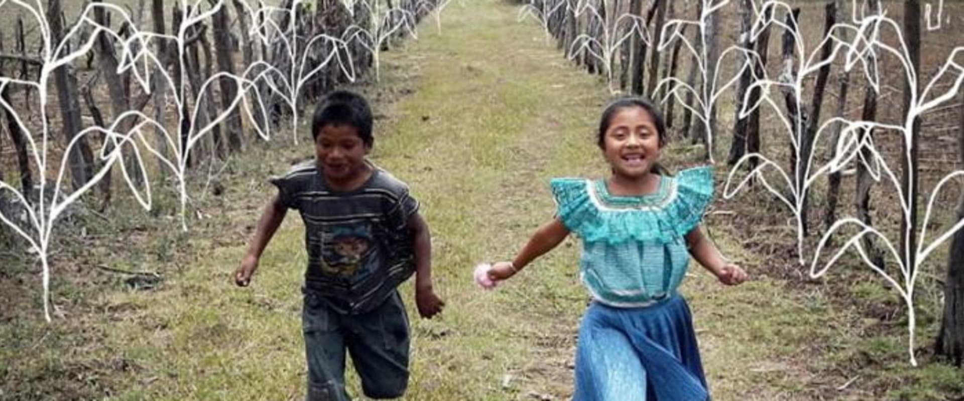 Documentary backdrop image for The Sower (2018)