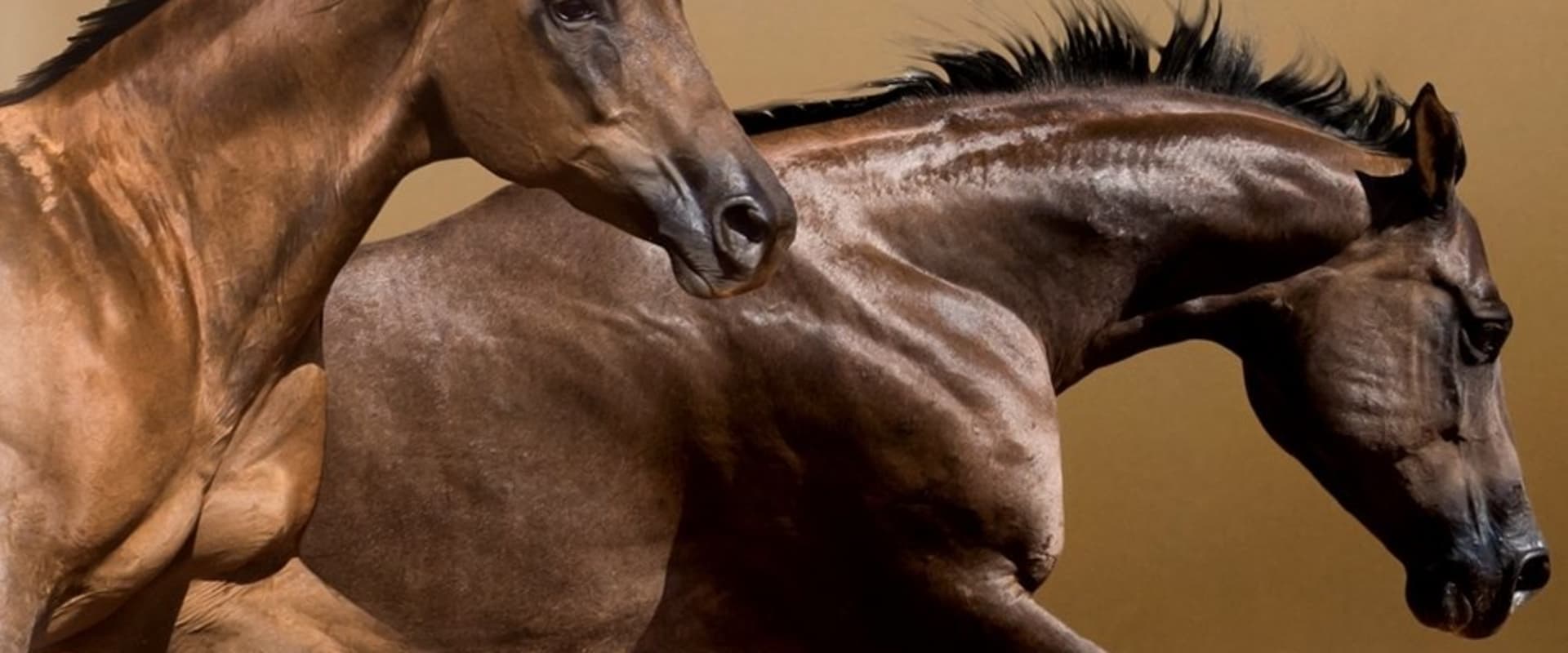 Documentary backdrop image for American Horses (2022)