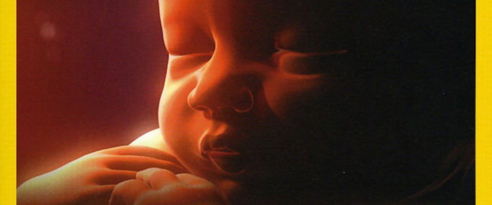 Documentary backdrop image for In The Womb (2005)