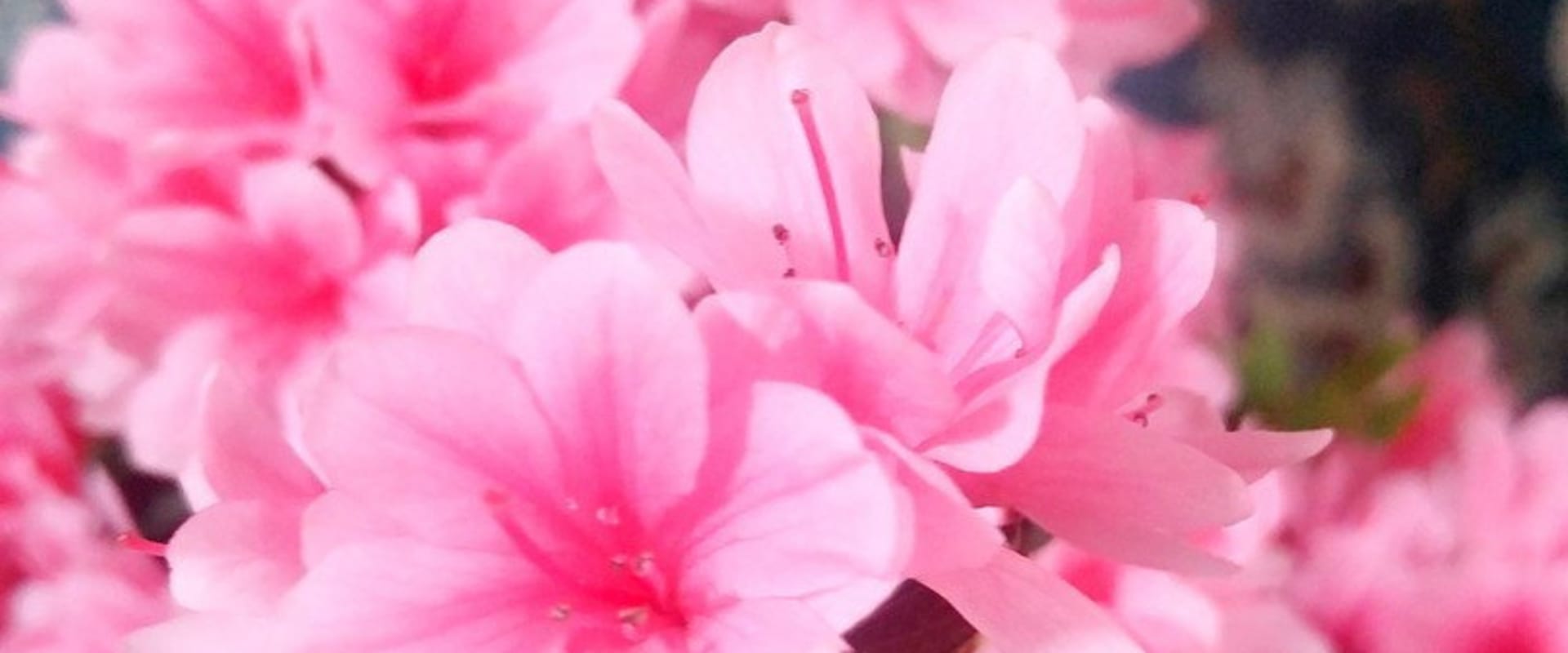 Documentary backdrop image for PAPA HEAR ME (2019)