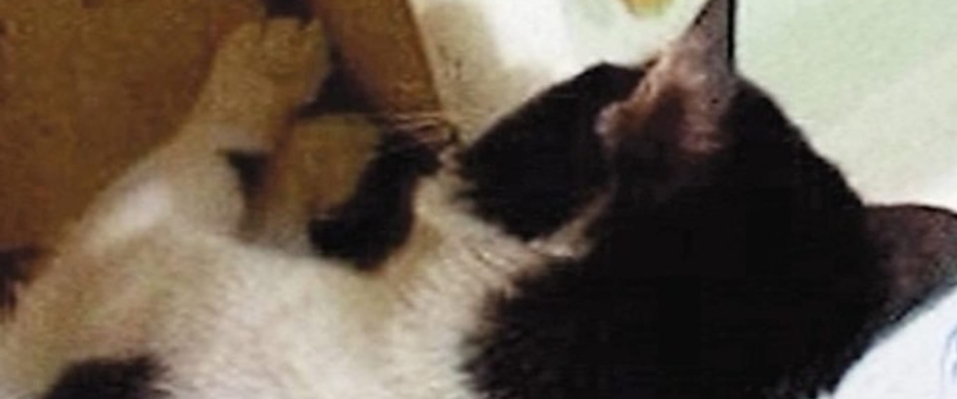 Documentary backdrop image for Diary (2003)