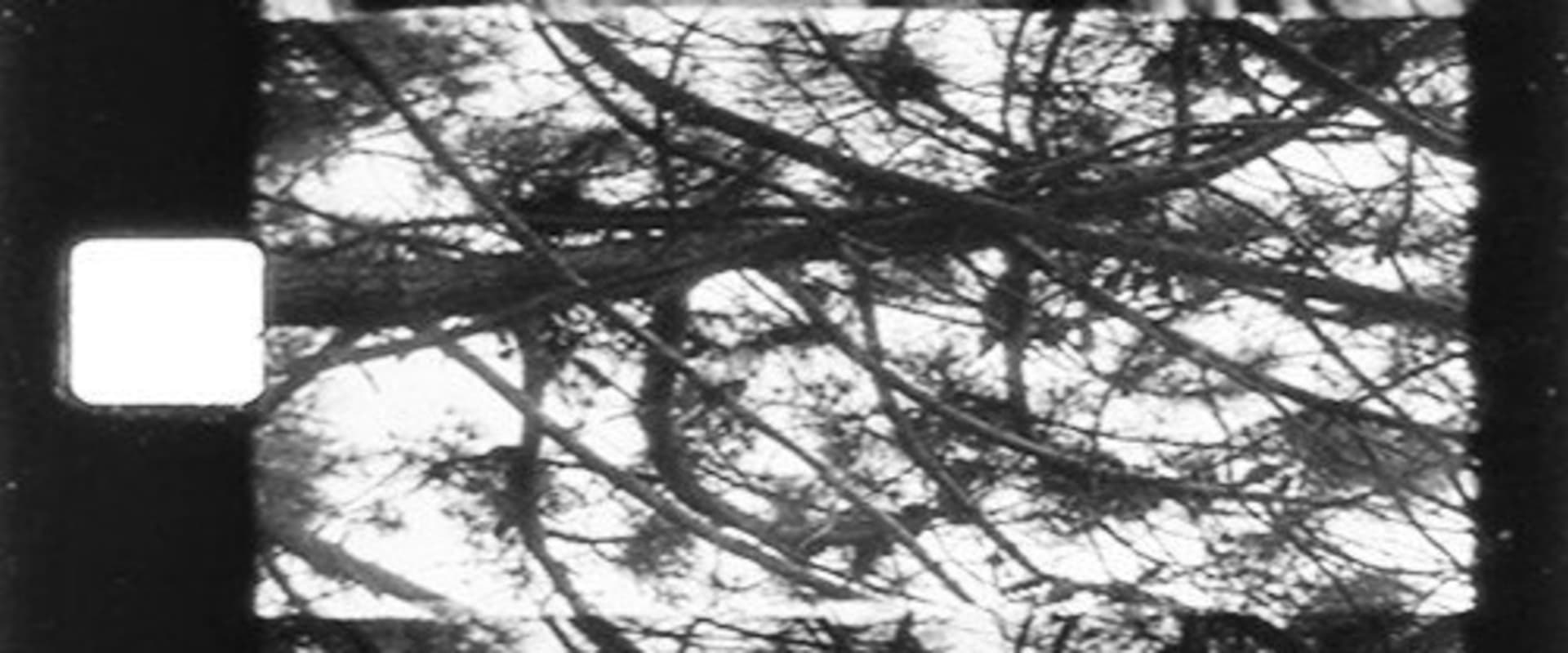 Documentary backdrop image for Natural Focus (2012)