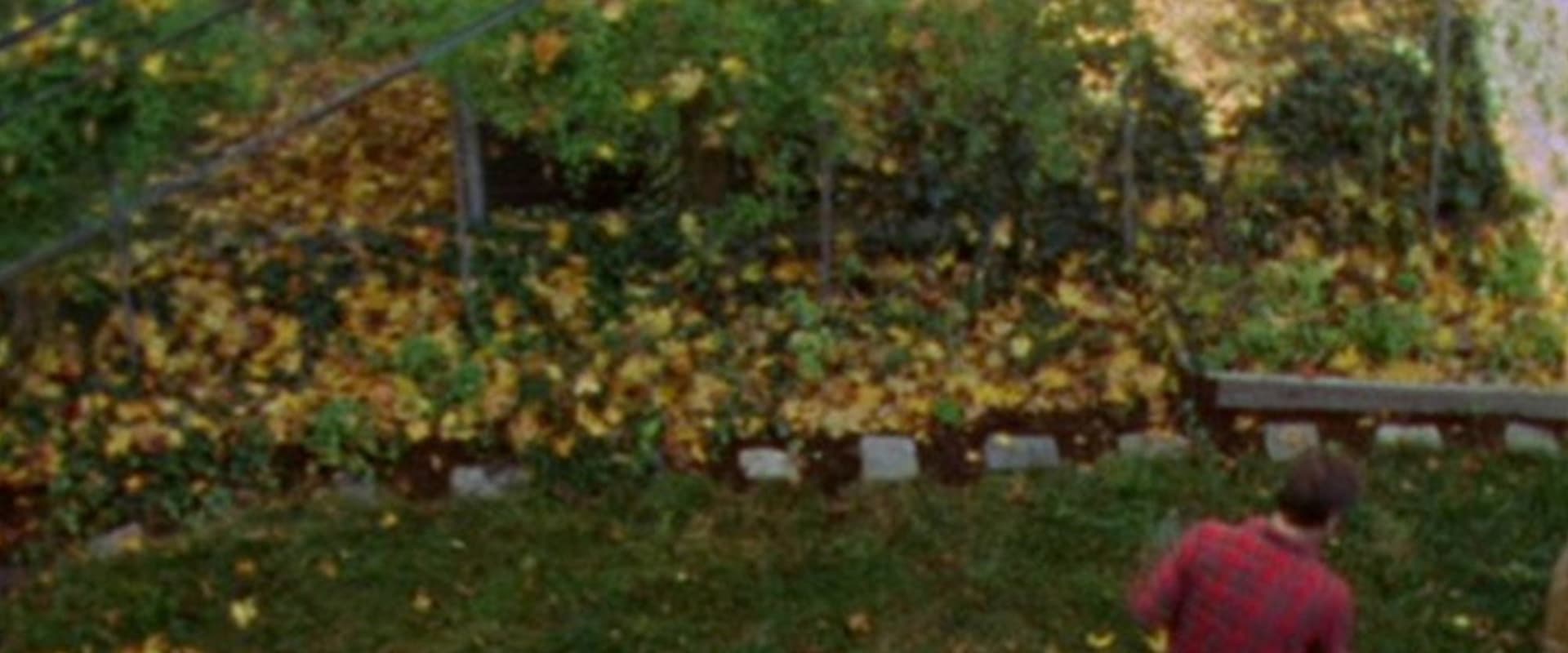Documentary backdrop image for Backyard on Saint Rose (2020)