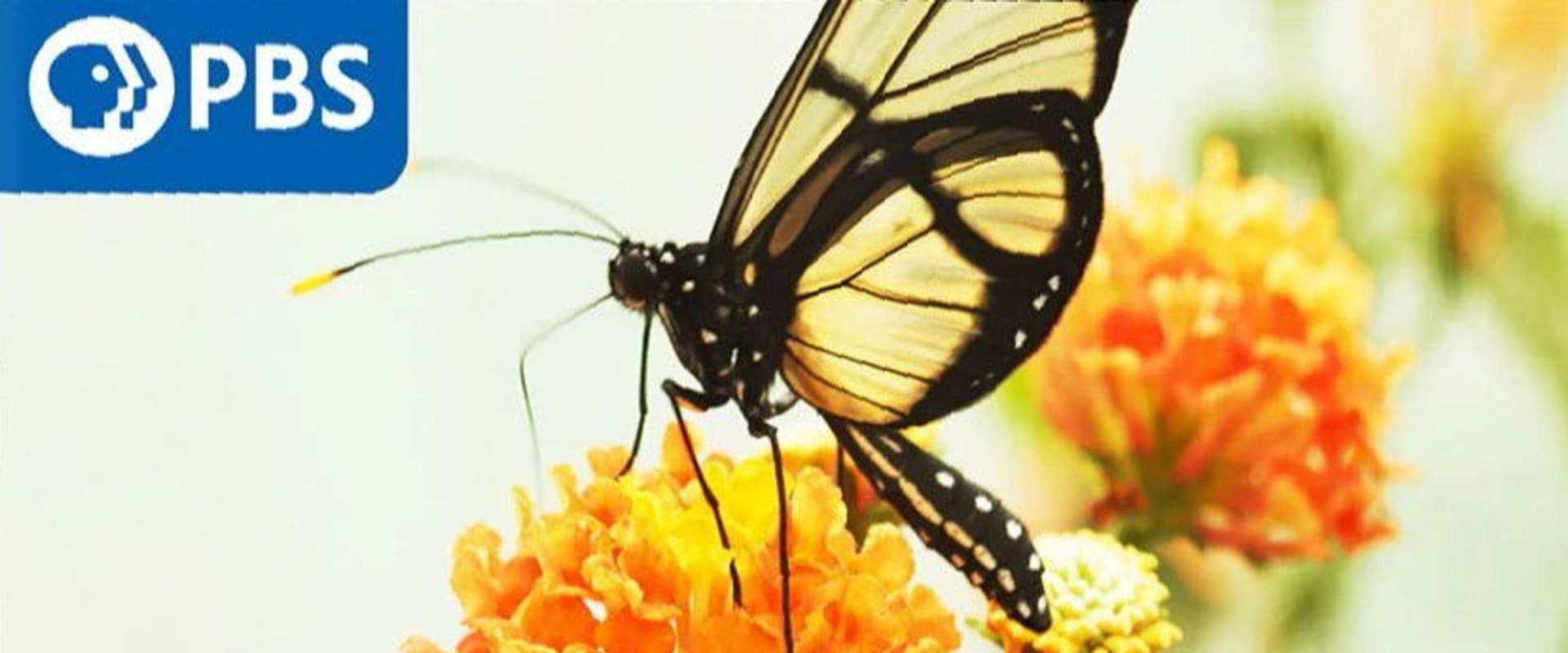 Documentary backdrop image for Butterfly Blueprints (2022)